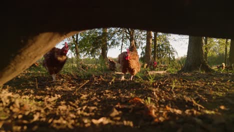 Slow-motion-pull-away-under-fallen-tree-of-free-range-pasture-raised-chickens-pecking-at-ground-on-cage-free-egg-farm-during-golden-hour-sunset-in-slow-motion