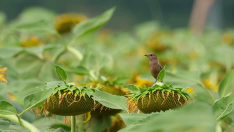 Camera-zooms-out-to-the-right-revealing-this-bird-on-top-of-a-sunflower,-Pied-Bushchat-Saxicola-caprata,-Thailand
