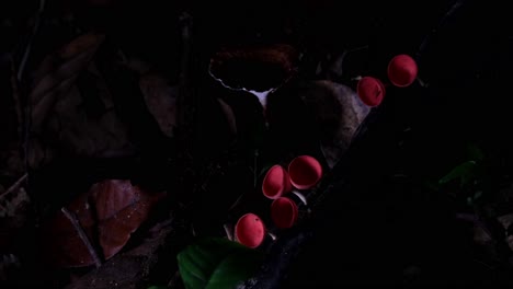 Transition-from-dark-to-light-revealing-these-Red-Cup-Fungi-or-Champagne-Mushroom-in-the-dark-of-the-forest,-Cookeina-sulcipes,-Thailand
