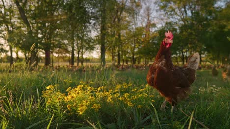 Free-range-brown-chicken-wandering-flower-filled-pasture-during-golden-hour-in-slow-motion