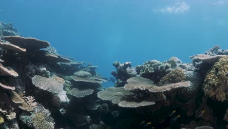 Scuba-divers-underwater-view-of-a-coral-reef-ecosystem-on-a-tropical-Island-teeming-with-vibrant-coral,-diverse-marine-life