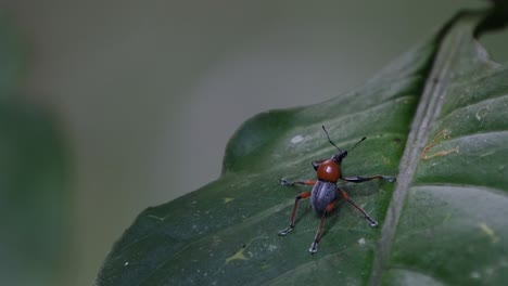 Die-Kamera-Zoomt-Nach-Rechts-Heraus-Und-Zeigt-Den-Lebensraum-Dieses-Rüsselkäfers-Im-Wald,-Metapocyrtus-Ruficollis,-Philippinen