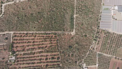 Weite-Luftaufnahme-Einer-Olivenfarm-Mit-Einer-Großen-Fläche-An-Olivenbäumen-Und-Straßen