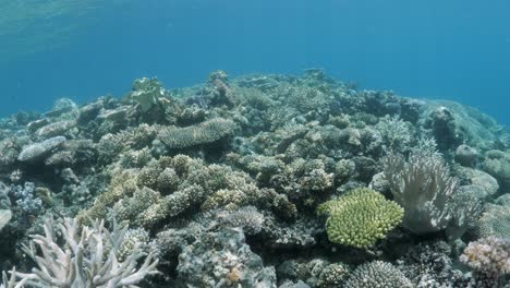 Los-Buceadores-Ven-Nadar-Sobre-Un-Saludable-Ecosistema-De-Arrecifes-De-Coral-Cubierto-De-Peces-Tropicales-En-La-Gran-Barrera-De-Coral-De-Australia