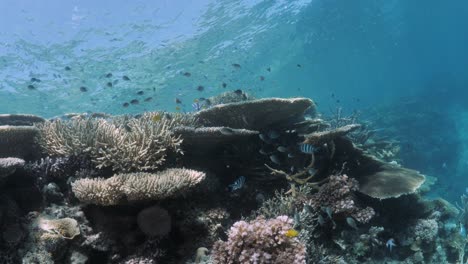 Una-Vista-Submarina-De-Buzos-De-Un-Ecosistema-De-Arrecifes-De-Coral-De-Colores-Vibrantes-Cubierto-De-Bancos-De-Peces-Tropicales.