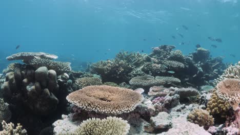 Snorkelers-underwater-view-of-a-coral-reef-ecosystem-on-a-tropical-Island-teeming-with-vibrant-coral,-diverse-marine-life