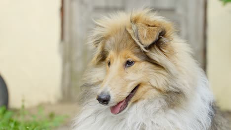 Portrait-of-a-Beautiful-Rough-Collie-in-Outdoors-Environment-Close-up