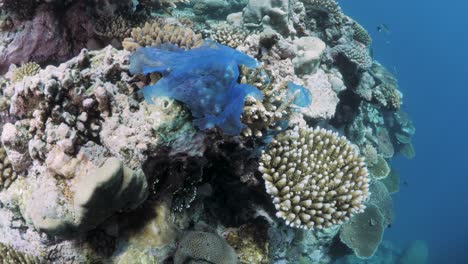 Entangled-ocean-rubbish-coverers-part-of-a-pristine-underwater-coral-reef-ecosystem