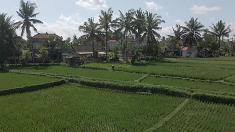 Lone-Asian-farmer-works-in-rice-terrace-field,-palm-trees-in-Ubud-Bali