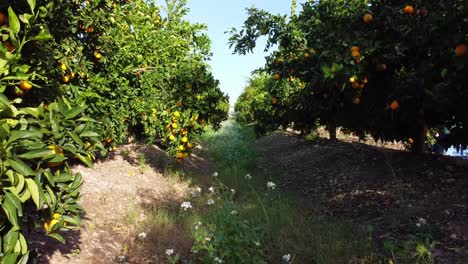 Orange-cultivation-in-Sicily,-Italy