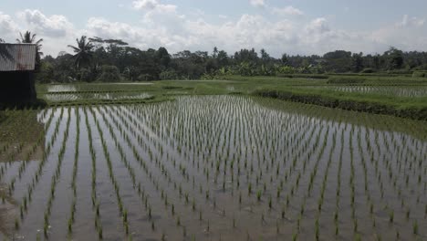 Low-flyover:-Rice-shoots-in-flooded-terraced-rice-paddies-of-Ubud-Bali