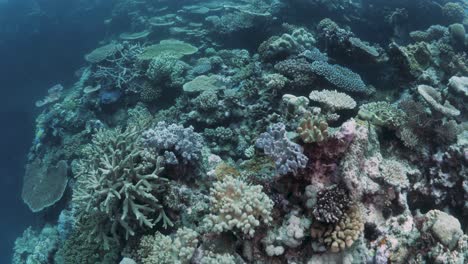 Ein-Tiefes,-Farbenprächtiges-Korallenriffsystem,-Das-Von-Tauchern-Erkundet-Werden-Kann