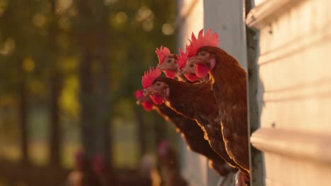 Brown-hens-peeking-out-of-chicken-coop-with-sunrise-reflecting-off-barn-walls-in-slow-motion-at-dawn