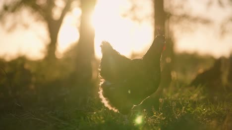 Large,-plump-chicken-roaming-through-open-field-on-cage-free-egg-farm-at-sunset-with-golden-hour-sun-flares-peeking-through-trees-in-slow-motion