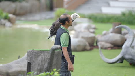 Birdkeeper-introducing-Bald-eagle-at-Bird-Paradise-in-Mandai,-Singapore