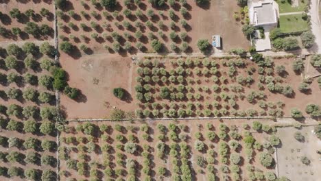 Aerial-top-down-fly-up-showing-rows-and-rows-of-olive-trees-in-southern-Italy