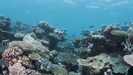 Tropische-Fische-Bedecken-Das-Farbenfrohe-Korallenriff-Ökosystem-Des-Great-Barrier-Reef,-Einem-Der-Sieben-Weltwunder-Der-Natur