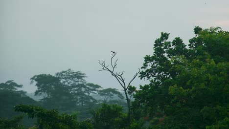 A-small-bird-flying-away-after-perching-high-on-a-branch-in-a-lush-forest