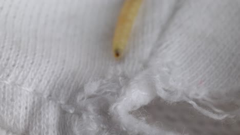 Larva-De-Polilla-Arrastrándose-Sobre-Tela-Tejida-Blanca