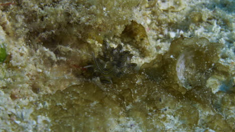 Incredible-super-macro-shot-of-the-rare-and-beautiful-Cyerce-nigricans-sap-sucking-nudibranch-scanning-the-ocean-floor