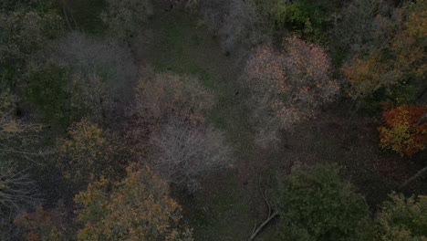 Drone-dives-between-trees-in-forest