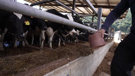 Landwirt-Füttert-Kühe-Auf-Einem-Ländlichen-Bauernhof-Mit-Lecksalzwürfeln-Und-Sorgt-So-Für-Deren-Wohlbefinden-Und-Ernährung-Mit-Essentiellen-Mineralien-Zum-Lecken
