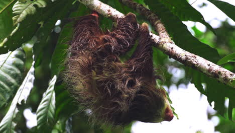 Wunderschönes-Nahaufnahmeporträt-Eines-Faultierbabys-In-Einem-Baum-In-Costa-Rica-Am-Helllichten-Tag