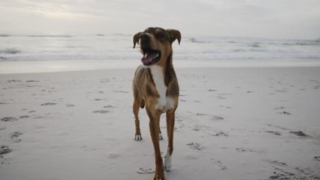 Umlaufbahn-Um-Wunderschönen-Braunen-Hund,-Der-Aufgeregt-Am-Weißen-Sandstrand-Lächelt
