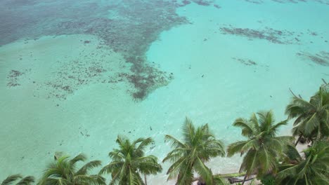 Aerial-view-of-beach-with-palm-trees