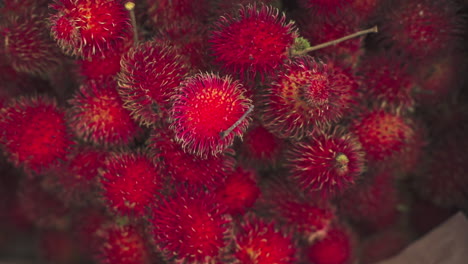 Rambutan-is-a-medium-sized-tropical-tree-in-the-family-Sapindaceae