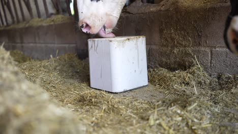 Kuh-Leckt-Salzwürfel-In-Einer-Tierfarm