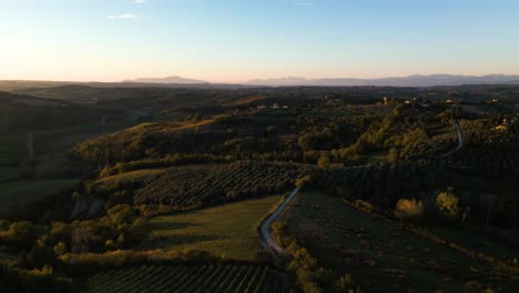 Olive-orchards-across-sloping-hills-of-Tuscany,-Italy-at-golden-hour,-aerial-dolly