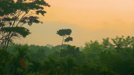 Time-lapse-shot-of-treetops-swaying-gently-in-a-breeze-during-a-golden-sunset
