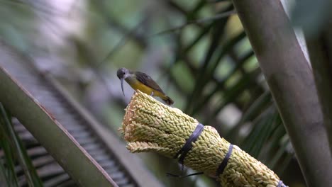 -Burung-madu-kelapa-or-Brown-throated-sunbird-perching-and-eating-on-coconut-tree