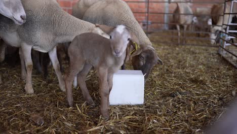 Schafe-Lecken-Salzblock