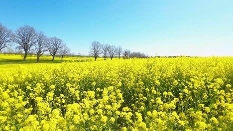 Traumhafte-Flugsequenz-Durch-Ein-Erfrischendes-Gelbes-Blumenfeld-In-Polen