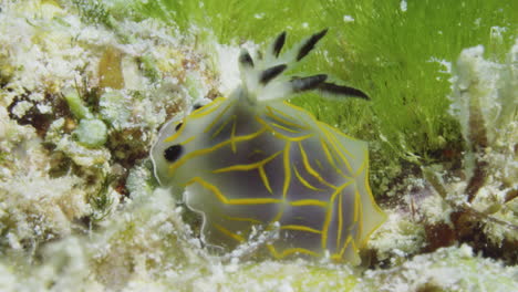 Amazing-yellow,-black,-and-transparent-Halgerda-formosa-nudibranch-with-its-cerata-swaying-in-the-strong-ocean-current