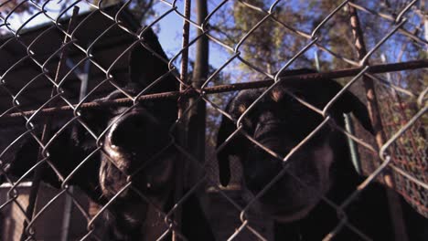 Slow-motion-close-footage-of-two-dogs-behind-a-fence-trying-to-poke-their-noses-at-the-camera