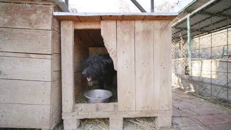Footage-of-a-curly-haired-black-dog-in-a-dog-house-eating-food
