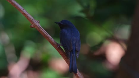 Seen-from-its-back-while-the-camera-zooms-out,-Indochinese-Blue-Flycatcher-Cyornis-sumatrensis,-Thailand