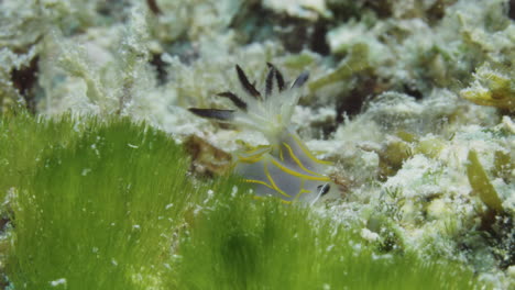 Beautiful-Halgerda-formosa-nudibranch-on-the-soft-coral-ocean-floor-gently-swaying-despite-the-strong-ocean-current