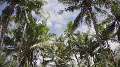 Zeitlupenaufnahme-Einer-Palmenplantage-Mit-Tropischem-Texturhintergrund