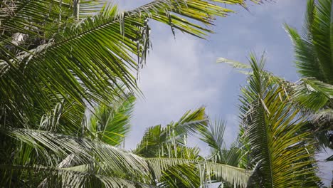 Tropical-texture-of-dense-palm-tree-leaves-in-plantation-against-blue-sky-during-sunny-morning-in-Bali,-Indonesia