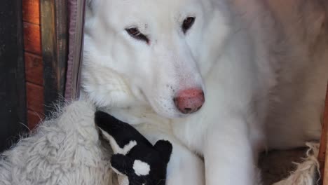 Big-white-husky-adult-dog-sitting-in-his-dog-house-with-his-stuffed-animal-whale-toy