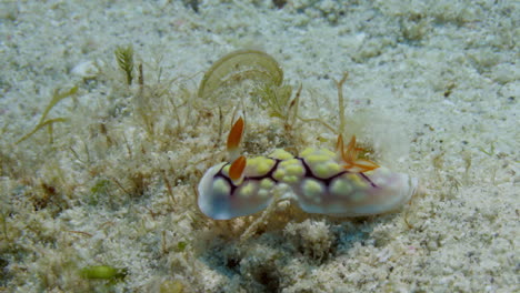 Amazing-colorful-Goniobranchus-conchyliatus-nudibranch-cruising-gracefully-on-the-sandy-ocean-floor-to-find-shelter-in-the-soft-algae