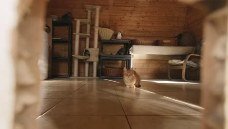 Slow-motion-footage-of-an-orange-cat-sitting-in-a-room-and-the-camera-moves-out-of-the-cat-door-as-another-cat-walks-into-the-room