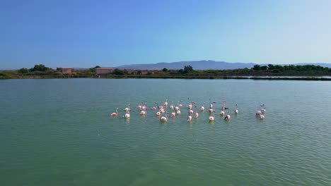 a-large-flock-of-flamingos-paddle-at-Stagno-di-Sa-Perda-Bianca,-Cagliari,-Sardinia