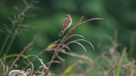 Hops-on-higher-on-top-of-the-dry-plant-then-wags-its-tail-as-it-looks-around,-Amur-Stonechat-or-Stejneger's-Stonechat-Saxicola-stejnegeri,-Thailand