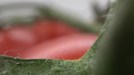 Makroaufnahme-Des-Tomatenblattrandes.-Sondenlinse