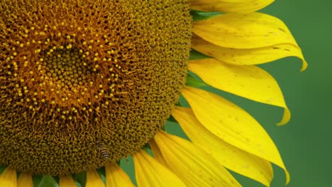 Closeup-of-the-Common-Sunflower-with-a-bee-on-it-and-moving-from-one-spot-to-another,-Helianthus-annuus,-Thailand